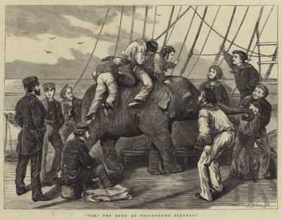 Tom, de Olifant van de Hertog van Edinburgh door Henry Woods